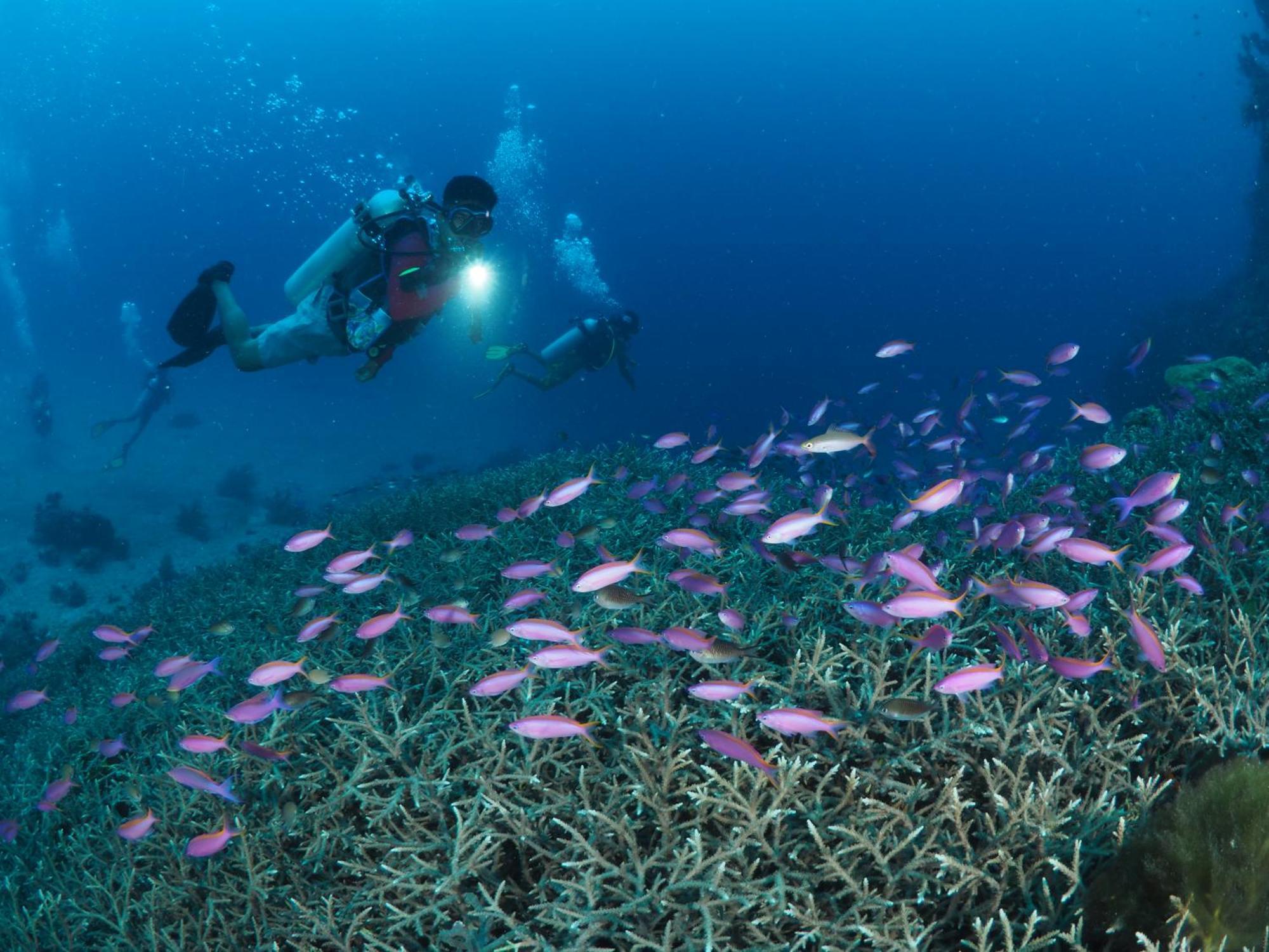 Liberty'S Lodge And Diving - Apo Island Dumaguete City Eksteriør bilde
