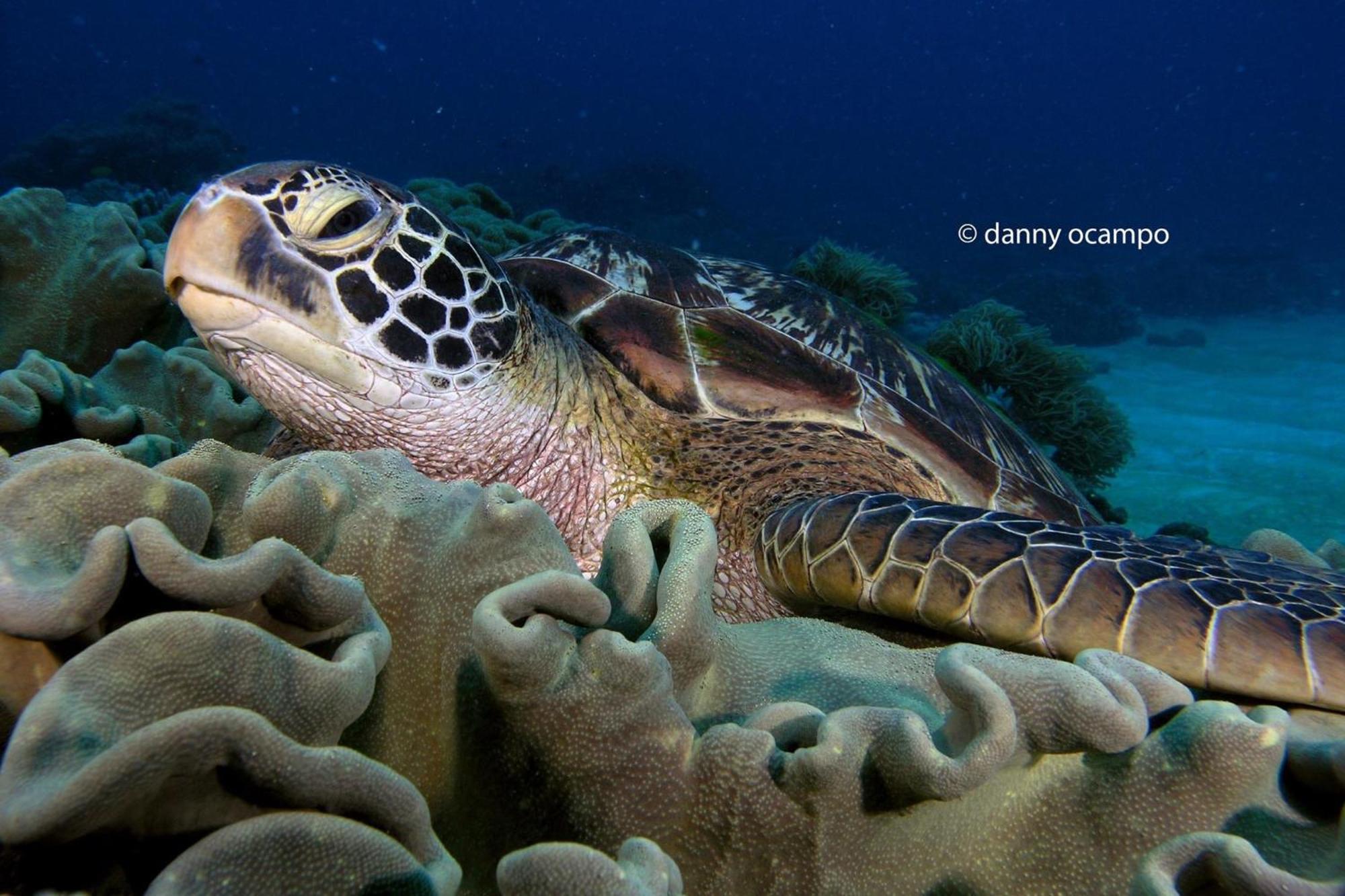 Liberty'S Lodge And Diving - Apo Island Dumaguete City Eksteriør bilde