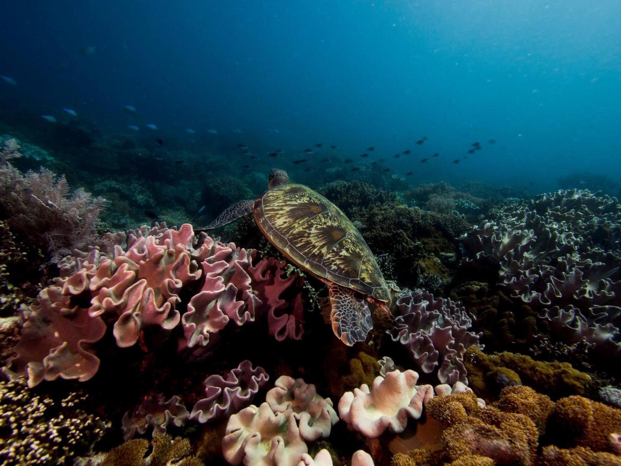Liberty'S Lodge And Diving - Apo Island Dumaguete City Eksteriør bilde