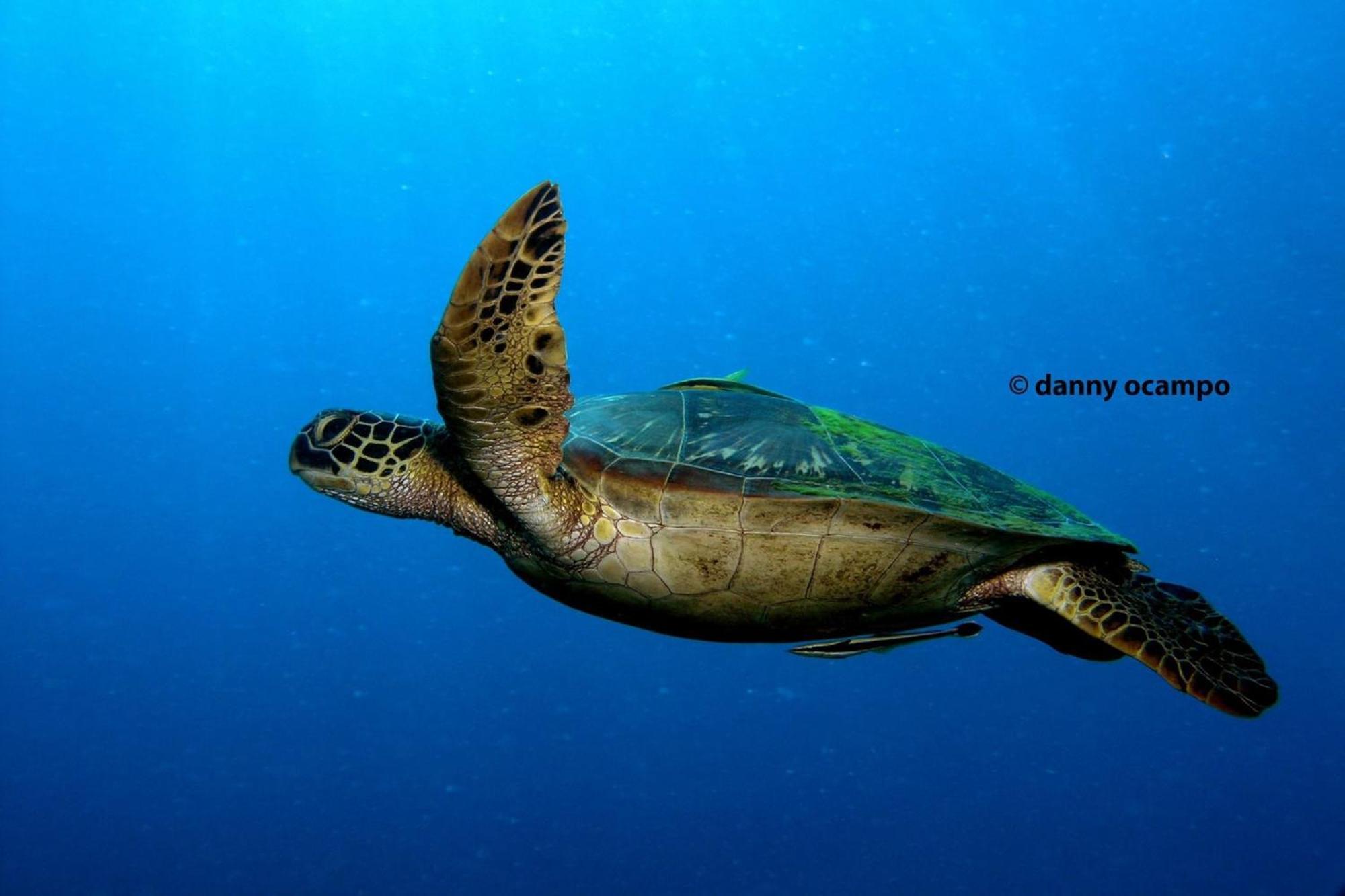 Liberty'S Lodge And Diving - Apo Island Dumaguete City Eksteriør bilde